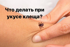 Что делать при укусе клеща?